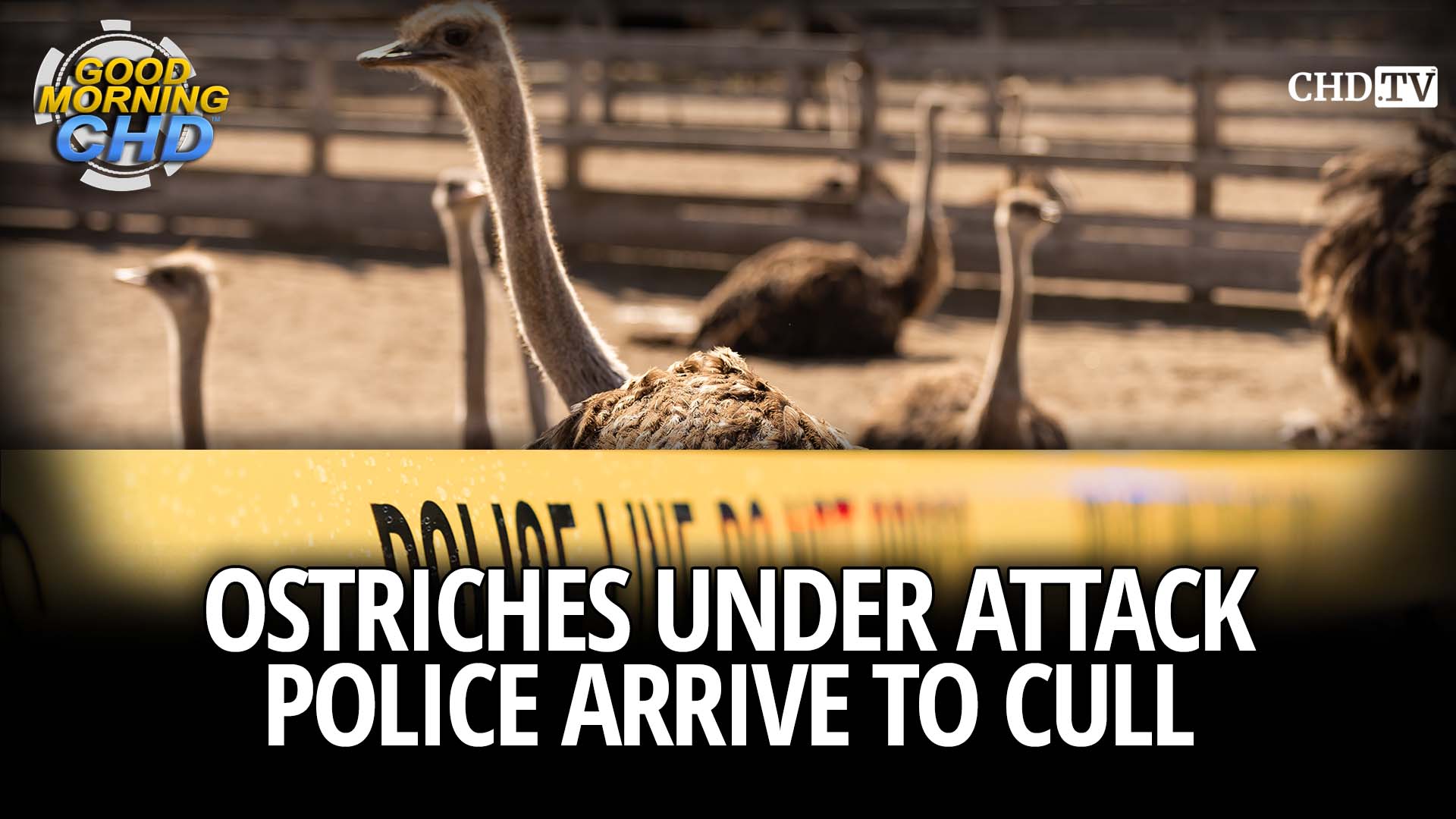 Ostriches Under Attack, Police Arrive To Cull
