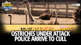 Ostriches Under Attack, Police Arrive To Cull