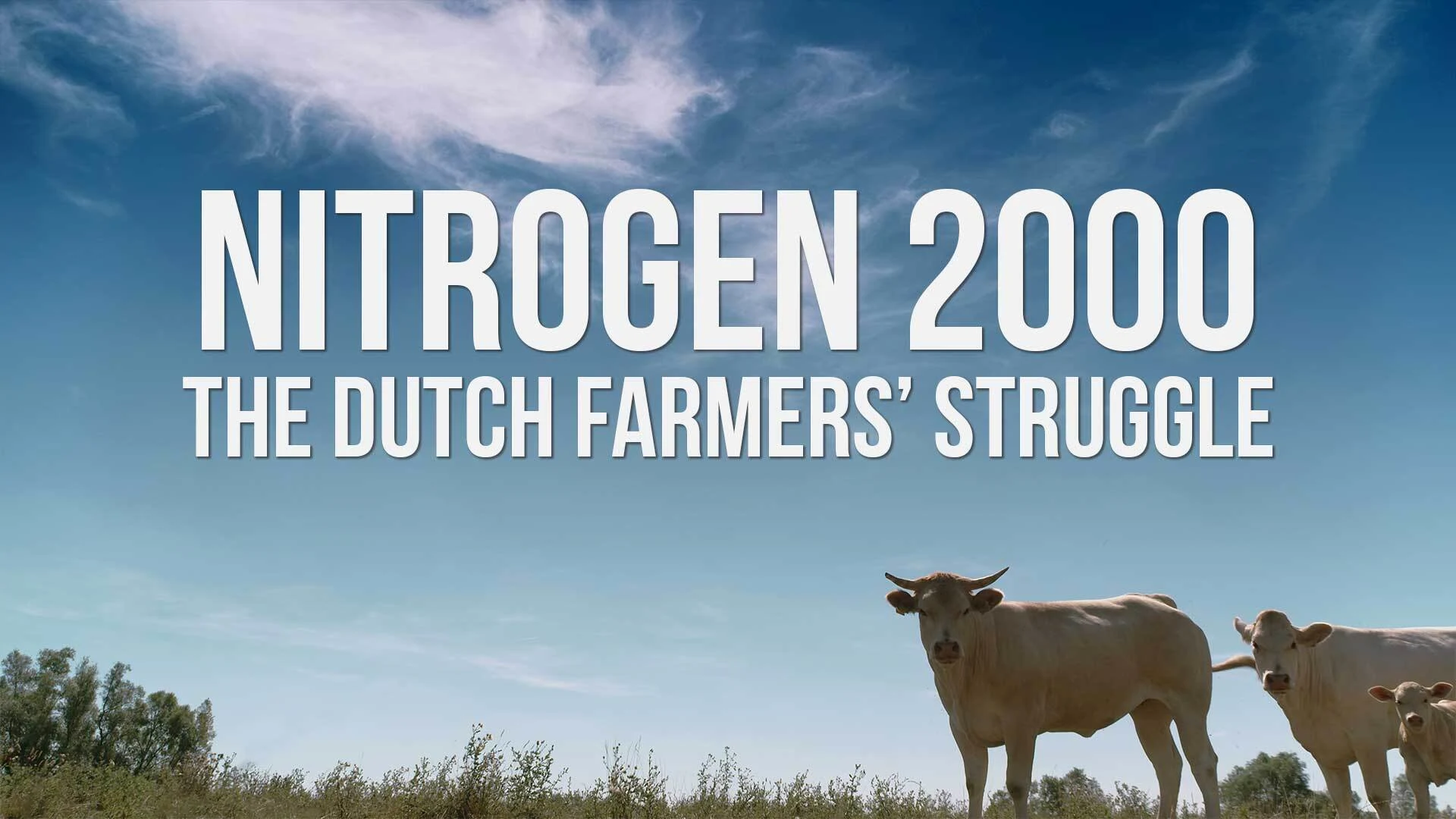 Nitrogen 2000 - The Dutch Farmers' Struggle