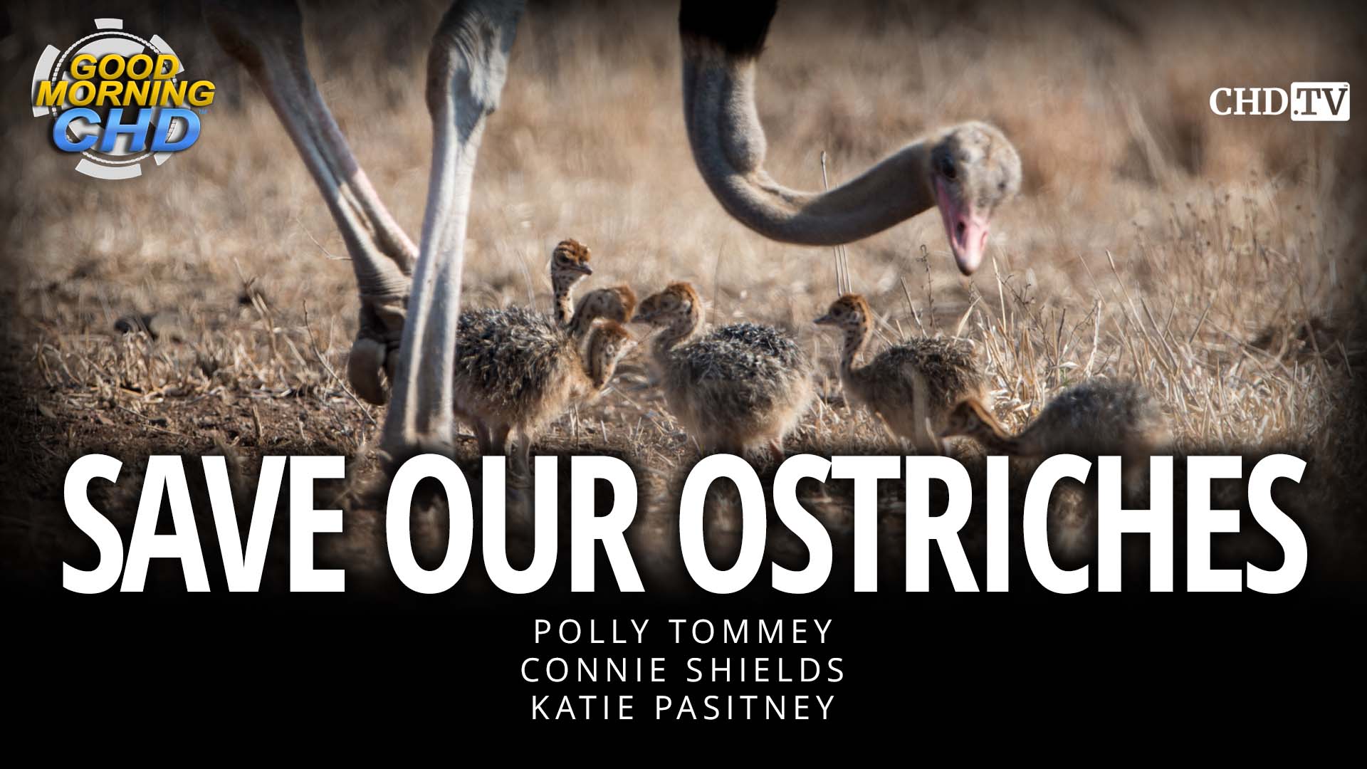 Save Our Ostriches